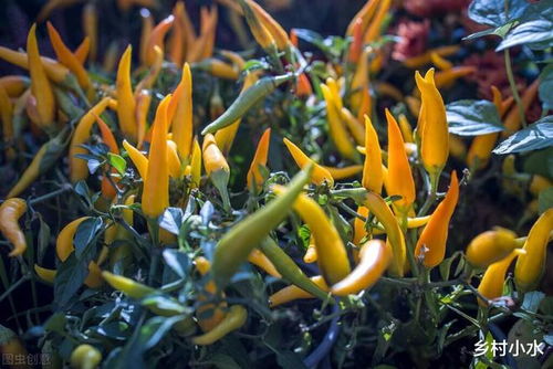 辣椒落叶 落花 落果严重 老农教你5招,结果一茬接一茬