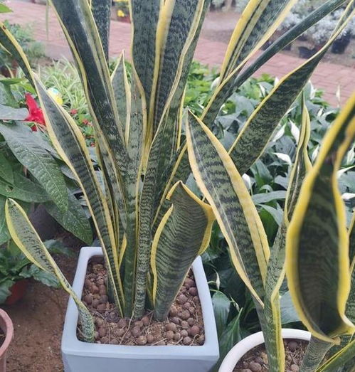 日常养殖观叶植物千岁兰,想要土壤透水 花根壮,就得掺杂些它
