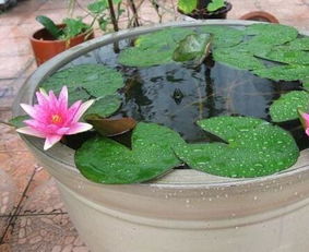 家里养荷花有什么禁忌吗