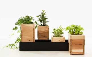 植物有趣,关键花盆要到位