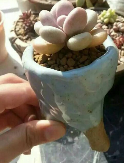 给花浇水的时候,怎么判断土壤的干湿 听听老花匠的经验之谈