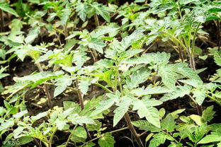 生姜 辣椒 番茄除草不伤苗,原来还真有一套 不服不行