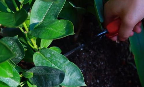 家里爬藤植物长不快 教你一招,爬藤飞快还不容易长虫