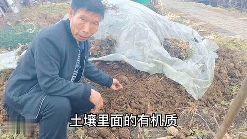 让土壤越来越肥沃 越来越疏松,就用我这个方法,种啥都长得好