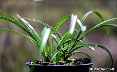 育苗营养土怎样配制