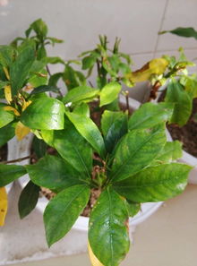 栀子花可以用营养土种植吗
