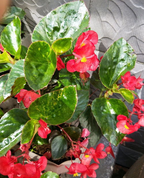 这 4种花 ,一年四季开花,非常好养活,非常 爱开花