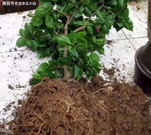 如何处理旧土,变废为宝 分门别类 改造 效果好