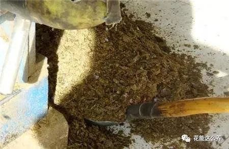 家中这种废料,能做成 天然肥料 ,节省不少开支