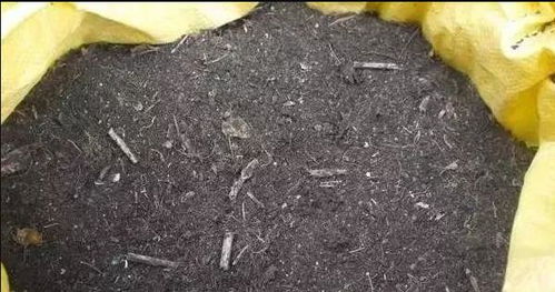 还在买养植物的营养土 教你两招配营养土,省钱又好用
