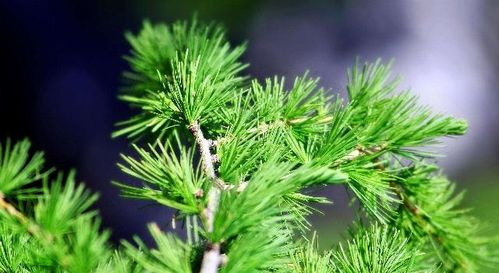 可以吃的5种树叶,每一种都随处可见,第一种很多农村人都吃过