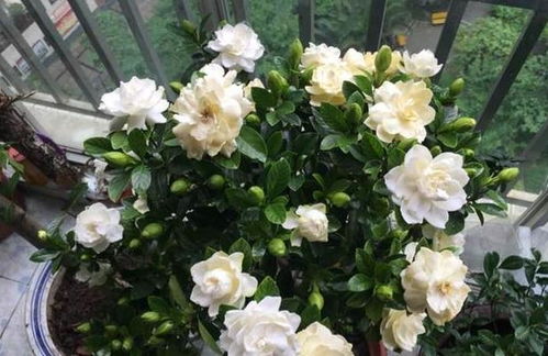 春季给栀子花做了此些事,不黄叶,猛爆花苞