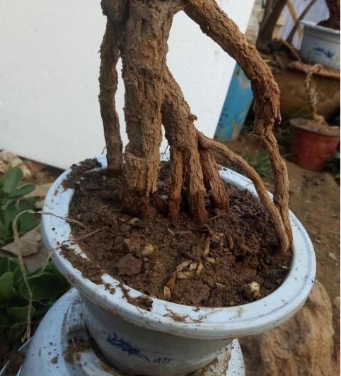 盆土过硬 就浇 2种水 ,一浇盆土就 松软 ,都不用换盆