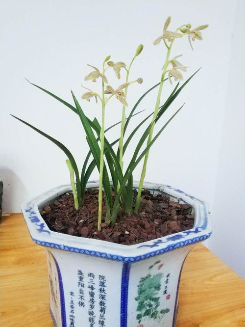 兰花配土有讲究,上三层,下三层 透气又透水,一盆就能顶十盆 叶土