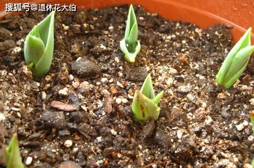按这方法自制黄豆肥,养花用起来会更放心 省钱了