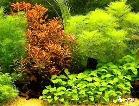 新开缸水草缸如何挑选和种植水草