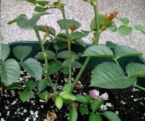 家里养这3种花,夏天记得要修剪,不然光长叶子不开花