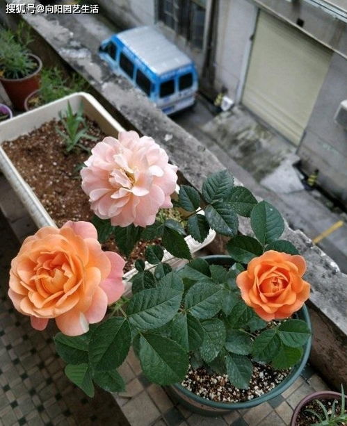 月季花养好了,一年四季都能开,满足这些条件,天天有花看