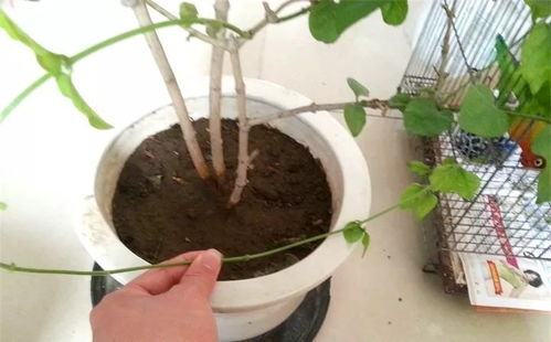 这些花不用买,掐根枝沾土就活 1盆变20盆