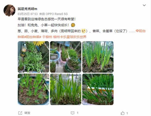 宅家种菜指南丨手把手教你在家种菜,实现 蔬菜自由
