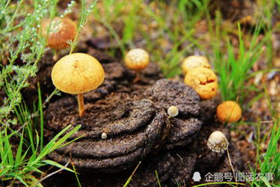 大哥用牛粪养 地龙 ,一亩地净赚三万,他是怎么做到的