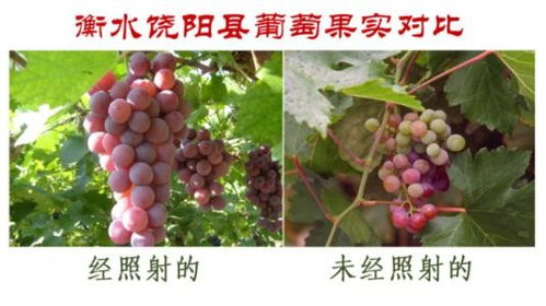 阿里大棚专用植物生长灯批发价格
