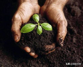 不长毛的菌肥不是好菌肥 揭露生物菌肥界的谎言