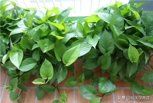 这四种植物还是贱养的好,不用管就能长疯了,家里都应该养一盆