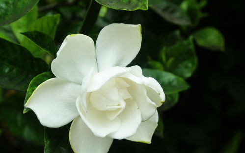 栀子花怎么养好