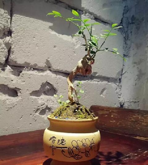 花木盆景老桩养得不好看 用这5个方法