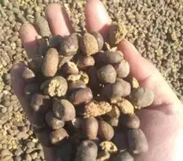 发酵好的羊粪内蒙古那晃有吗