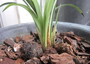 种植兰花要用什么土