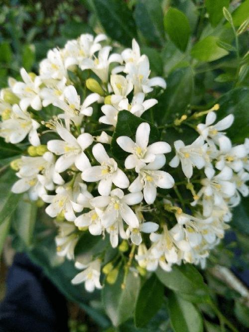 九里香开花,香飘十里,叶子却掉了一地,到底为啥