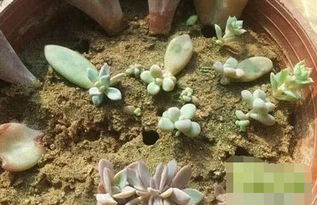 多肉植物可以用沙子来种养吗 掌握使用方法及注意事项很关键