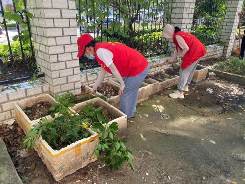 东西湖将军路多部门联合清理违规 菜地 ,还小区居民一片绿