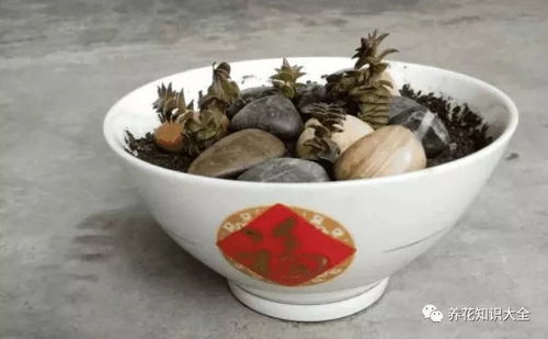 自从爱上养花,从此变成 破烂王 ,今天捡花盆,明天偷点土 羊粪