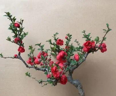 春季想给海棠花换盆,记住 注意事项 ,一周恢复精神,简单实用