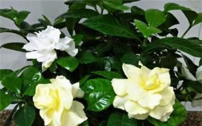 栀子花换盆后黄叶怎么办