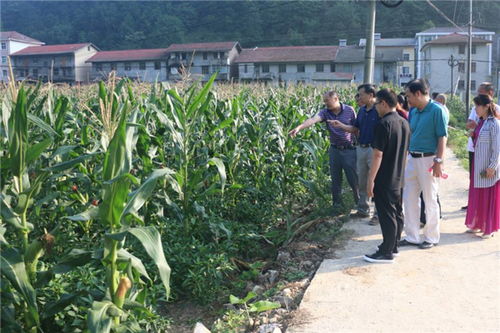 玉米地套种辣椒连作油菜 宜昌推广绿色高效种植新模式助农增收2亿元