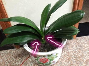 纯松针能做花土种君子兰吗
