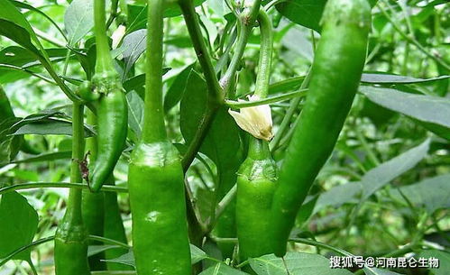 大棚蔬菜辣椒用什么叶面肥 辣椒高产叶面喷什么 辣椒施肥时间和方法