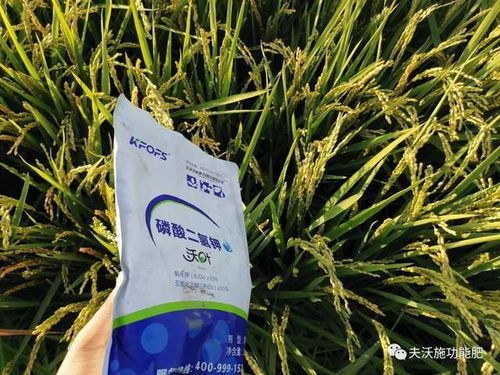 好的磷酸二氢钾是什么样的