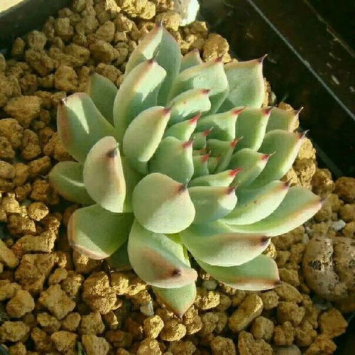 浅谈3点,新上盆多肉不要浇水