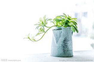 花盆图片