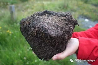 印尼林地大火,烧痛了新加坡和全世界
