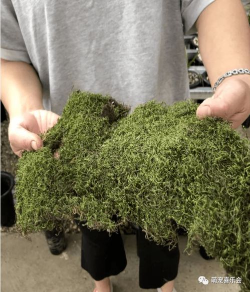 兰花盆面的苔藓和青苔,是湿度的 显示器 ,到底要不要铺