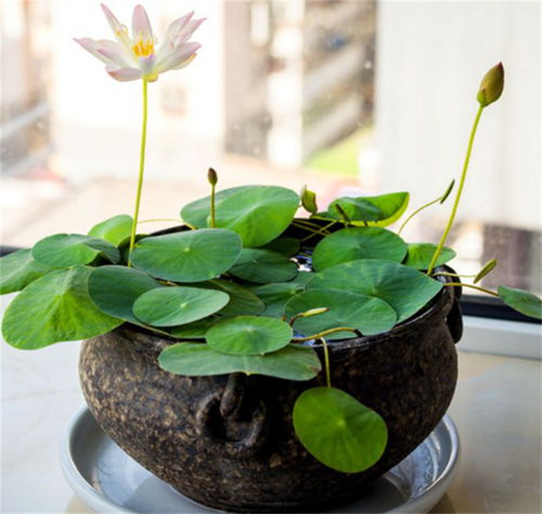 碗莲无土栽培会开花吗 营养保证是关键,情况换水避免腐烂,花美