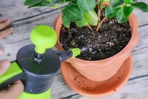 养花浇水7分功,不能大意,否则植物喝不饱水