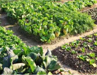 种植蔬菜该怎样合理用肥料 科学施肥的技巧是什么