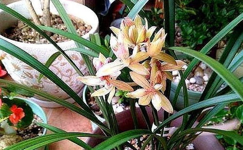 兰花配土加点 小玩意 ,长得贼快,根壮芽多,秋天开满花